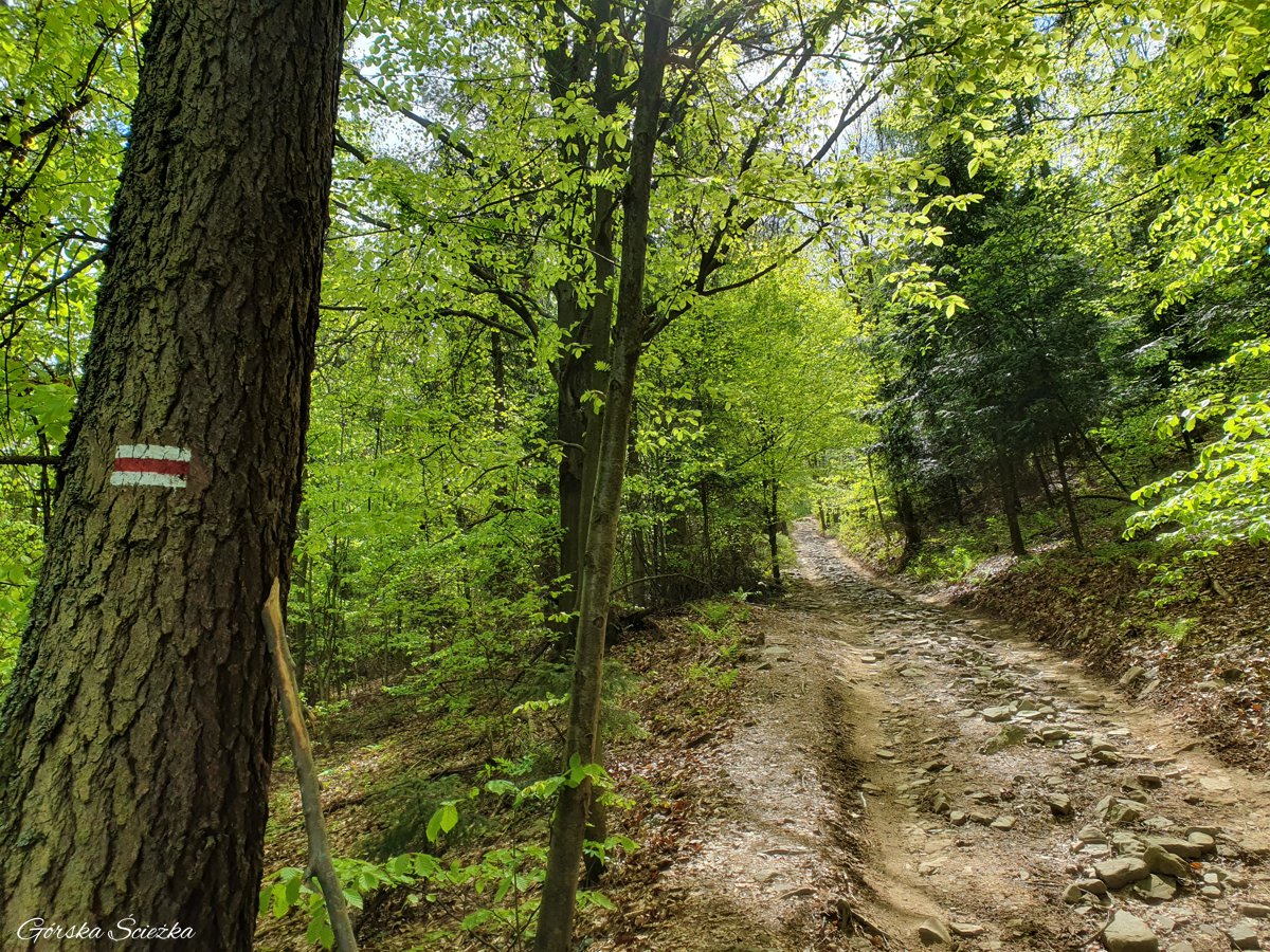 Odcinek szlaku czerwonego przed Górą Żar