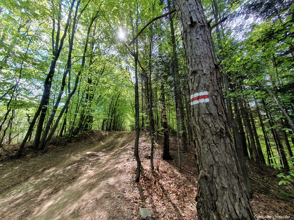 Leśna część szlaku czerwonego