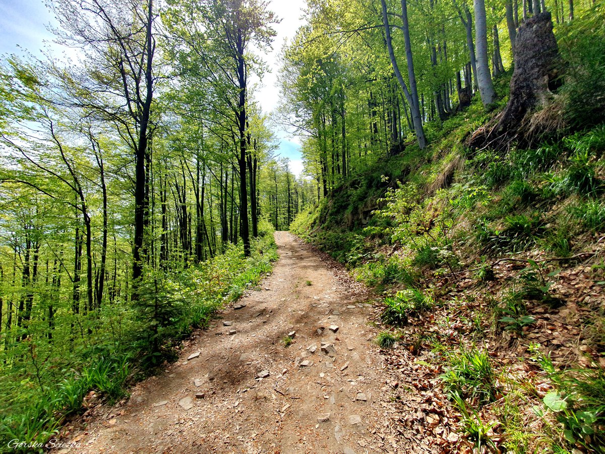 Skrzyczne: Górna część szlaku zielonego