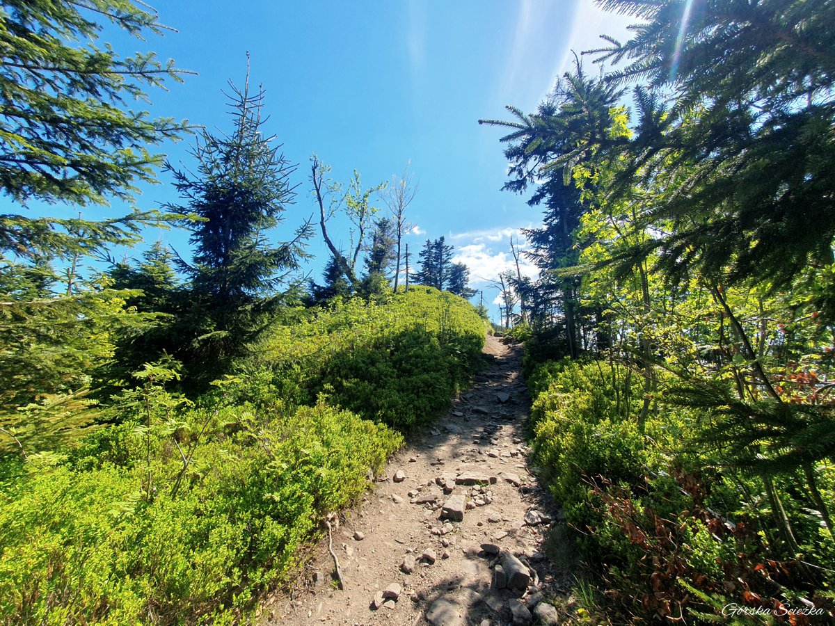 Skrzyczne, Malinowska Skała i Zielony Kopiec: Podejście pod Zielony Kopiec