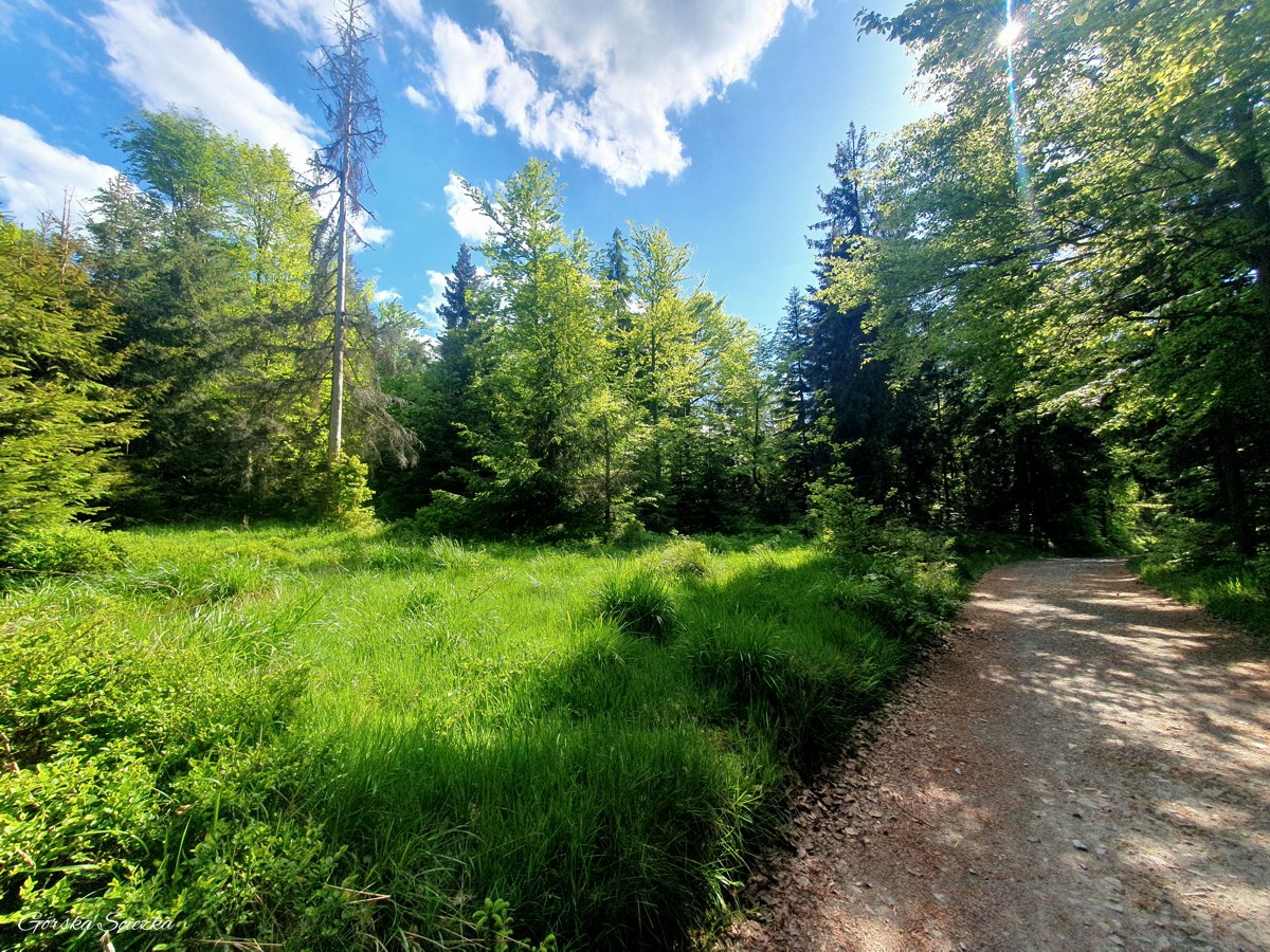 Skrzyczne, Malinowska Skała i Zielony Kopiec: Szlak żółty na Cieńków