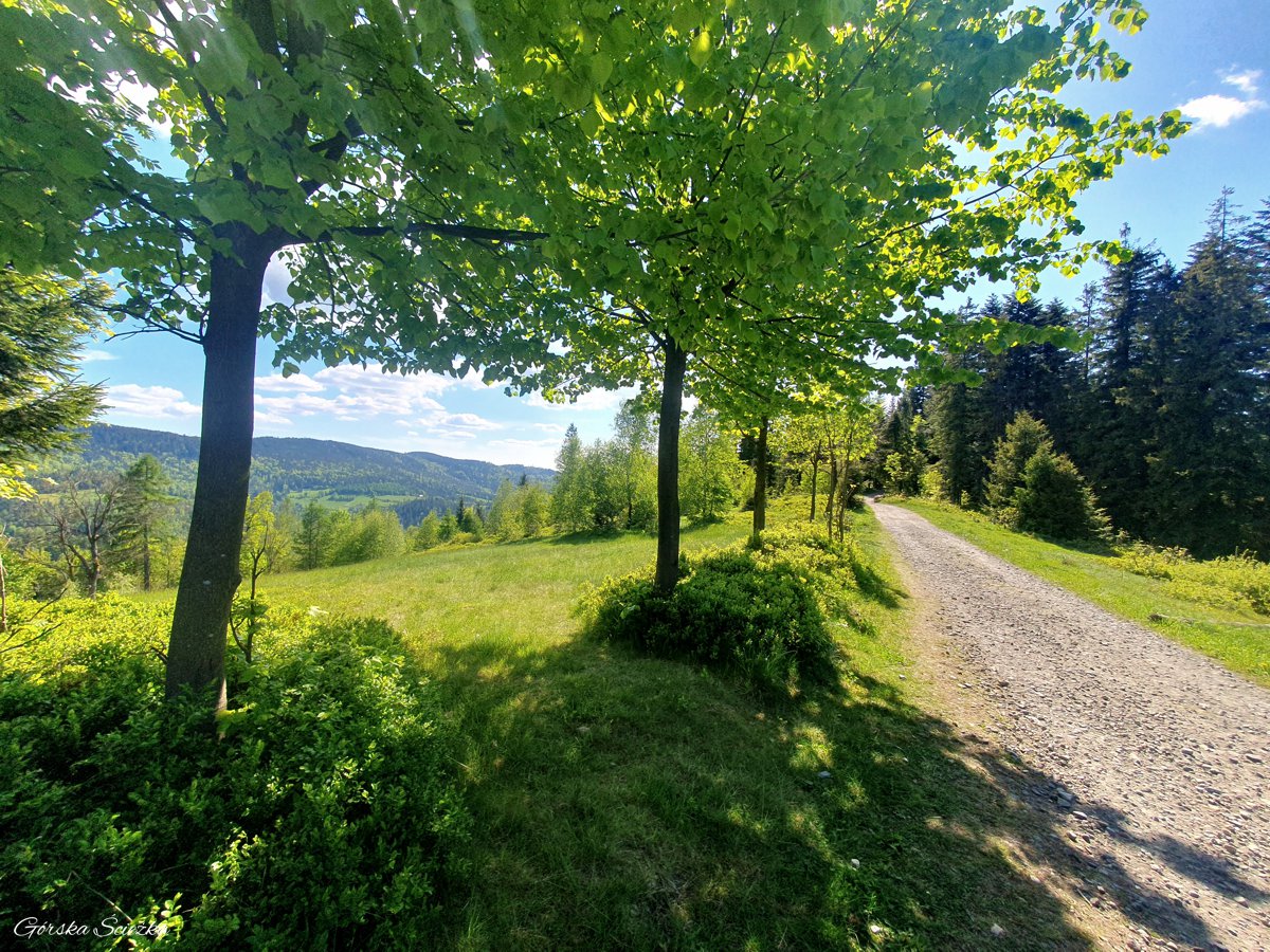 Skrzyczne, Malinowska Skała i Zielony Kopiec: Szlak żółty na Cieńków