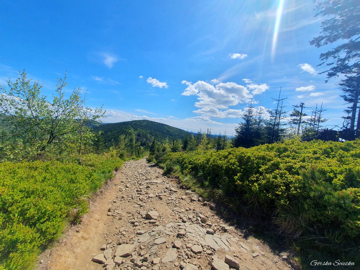 Skrzyczne, Malinowska Skała i Zielony Kopiec: Zielony Kopiec widoczny ze szlaku