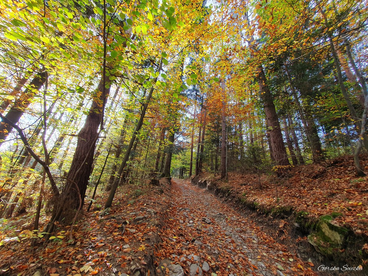 Zamek Pieniński: Początek szlaku żółtego