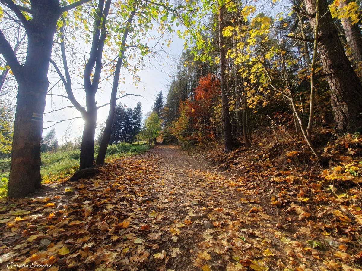 Zamek Pieniński: Początek szlaku żółtego