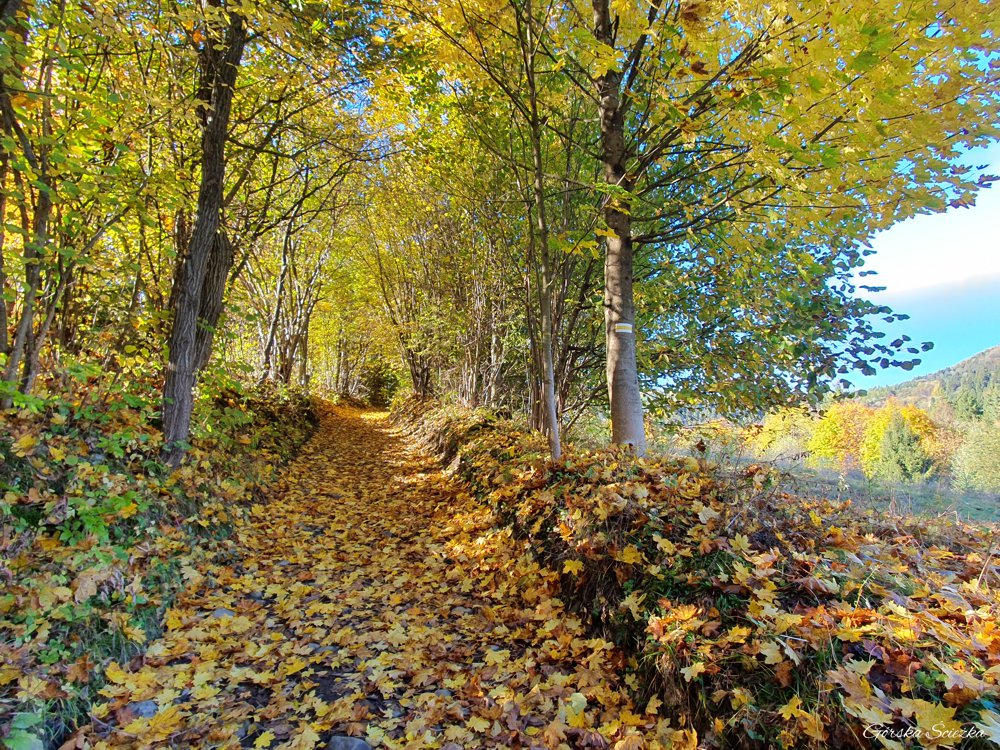 Wysoki Wierch: Fragment szlaku żółtego