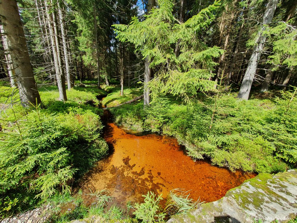 Chatka Górzystów: Potok Kamionka płynący wzdłuż szlaku czerwonego