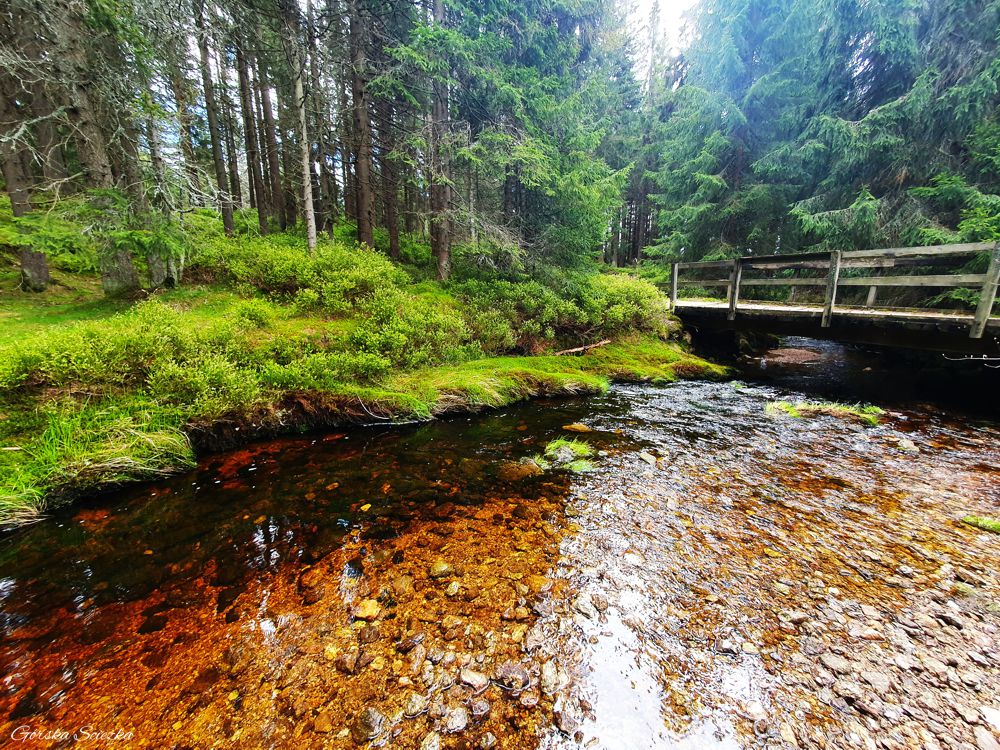 Chatka Górzystów: Potok Wrześnica przy szlaku turystycznym