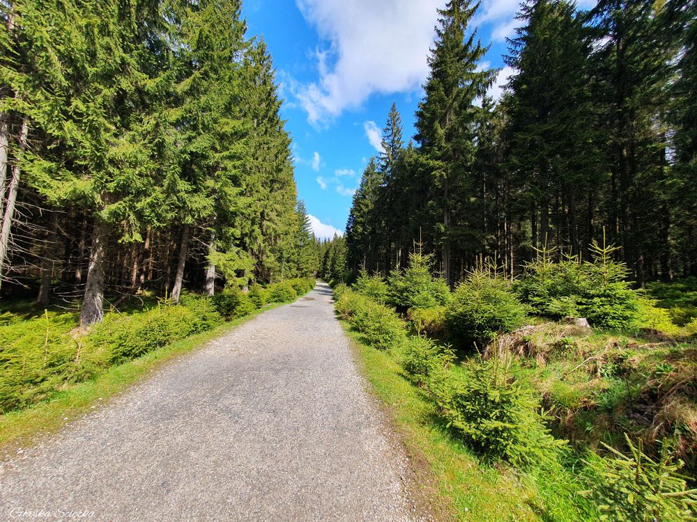 Chatka Górzystów: Szlak czerwony prowadzący do chatki Górzystów