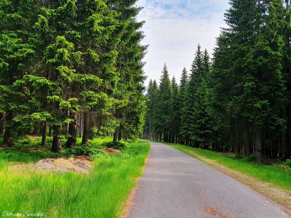 Chatka Górzystów: Odcinek szlaku do Jakuszyc
