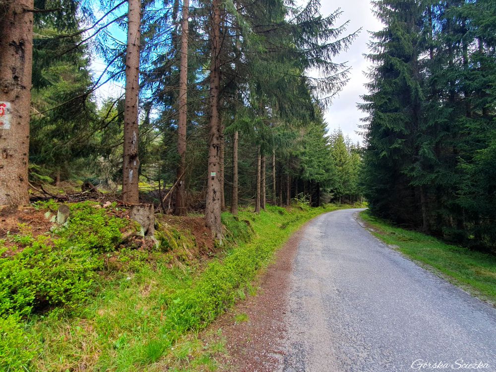 Stacja Turystyczna Orle: Szlak zielony do Schroniska Orle