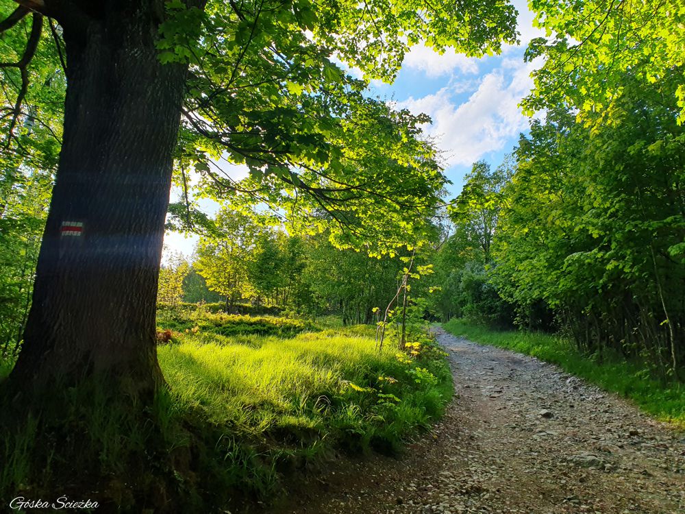 Wysoki Kamień: Pierwszy fragment szlaku na szczyt