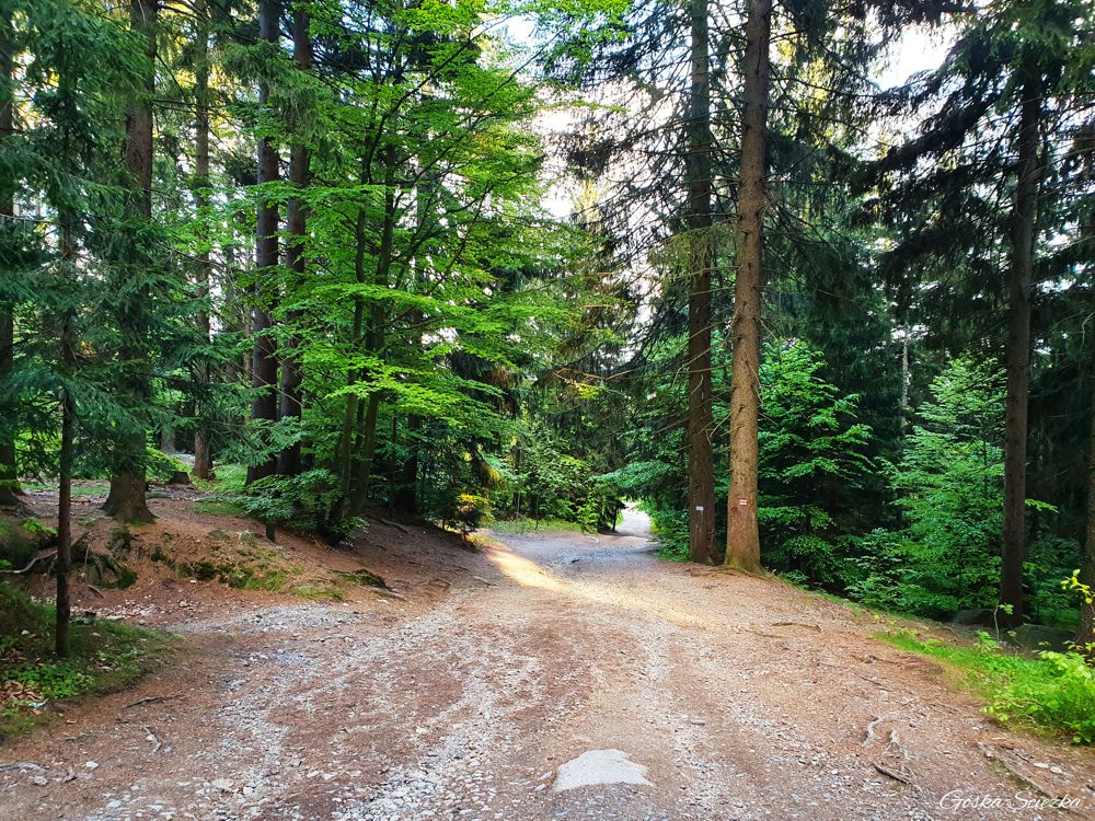 Wysoki Kamień: Szlak czerwony na Wysoki Kamień
