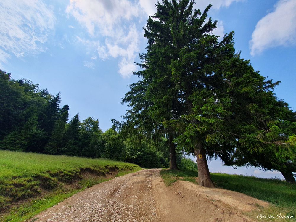 Durbaszka i Schronisko pod Durbaszką: Droga na Durbaszkę