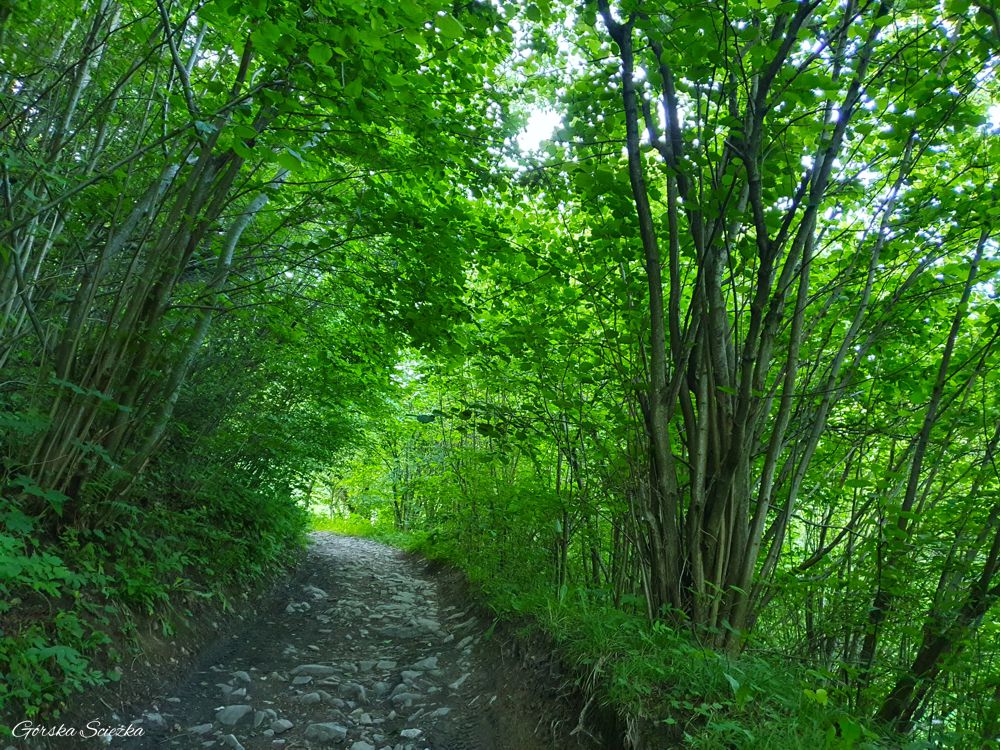 Jarmuta: Leśny fragment ścieżki na Jarmutę