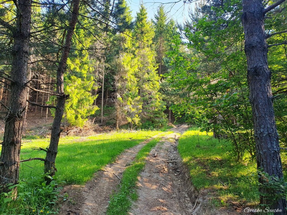 Jarmuta: Ścieżka na Jarmutę