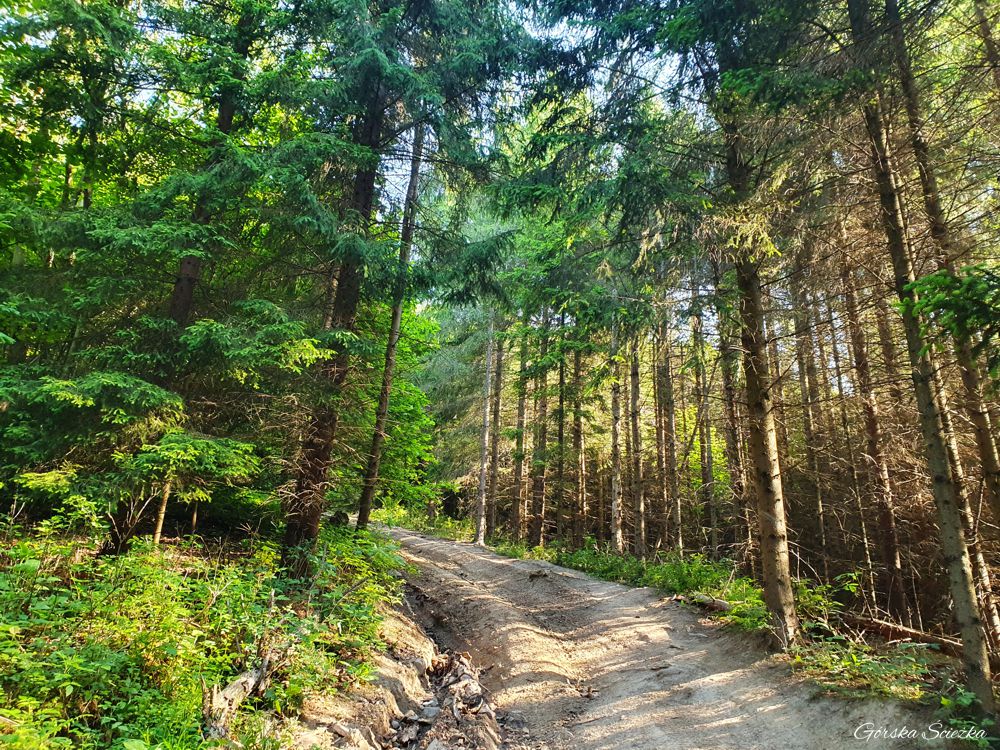 Jarmuta: Ścieżka na Jarmutę