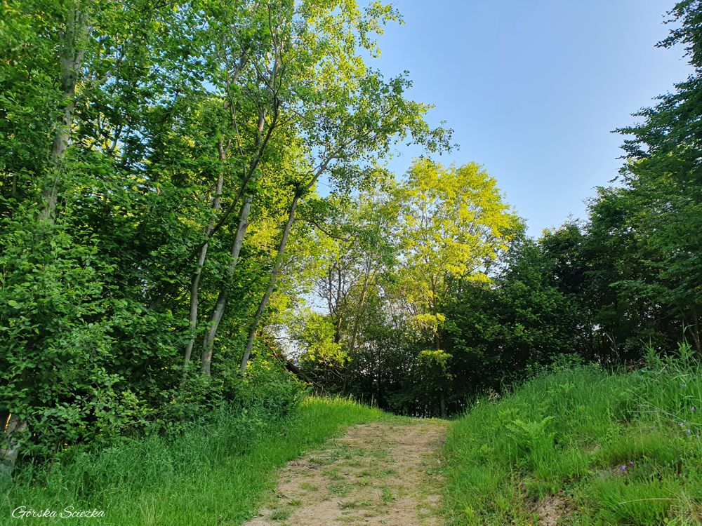 Jarmuta: Ścieżka z Jarmuty na Polanę Andrzejówka