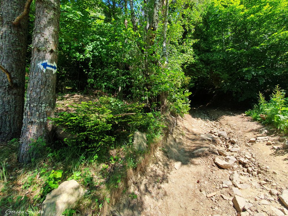 Lubań szczyt: Miejsce wejścia w las