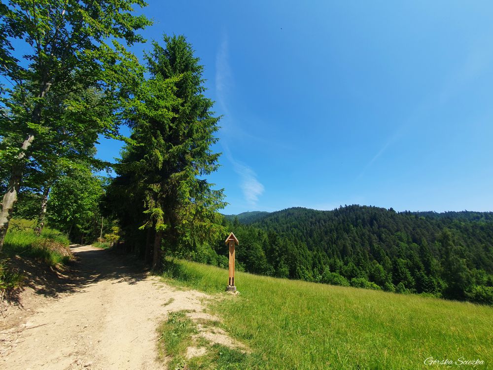 Lubań szczyt: Polana w drodze na szczyt Lubania
