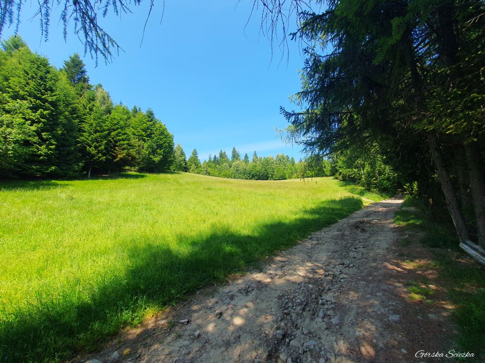 Lubań szczyt: Polana w drodze na szczyt Lubania