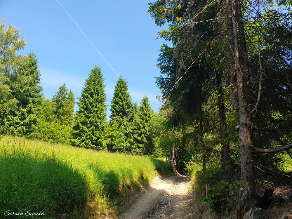 Lubań szczyt: Przebieg szlaku niebieskiego