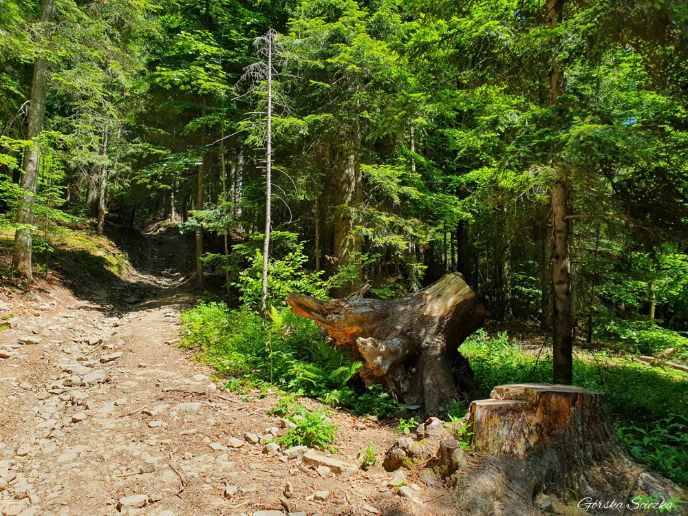 Lubań szczyt: Leśny fragment trasy