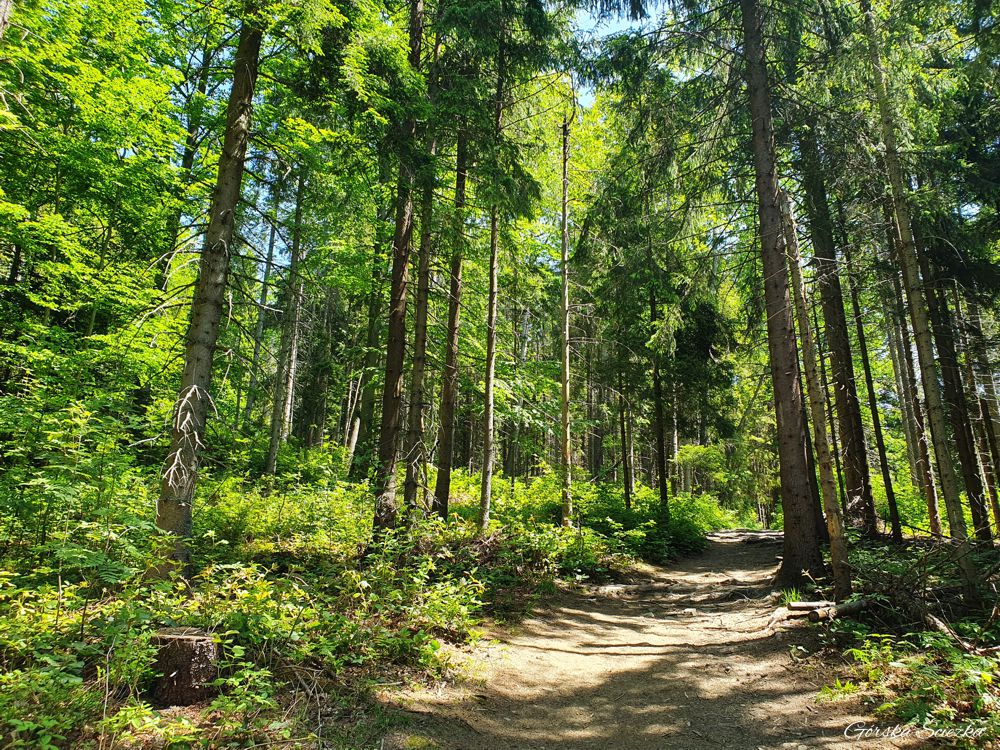 Lubań szczyt: Trasa na Lubań