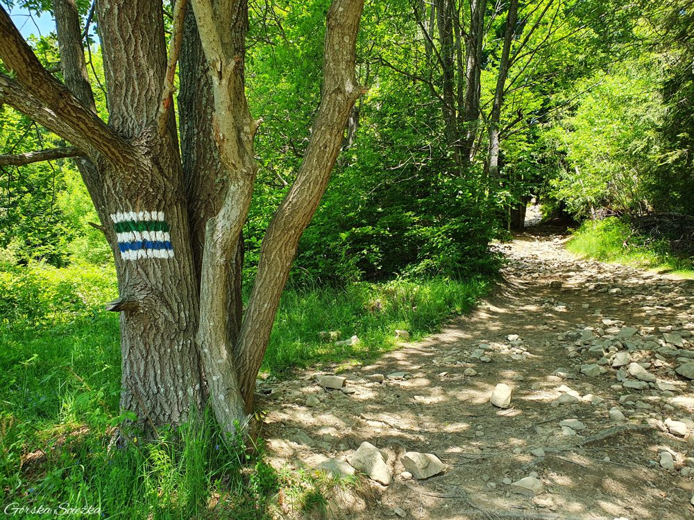 Lubań szczyt: Dwukolorowy szlak