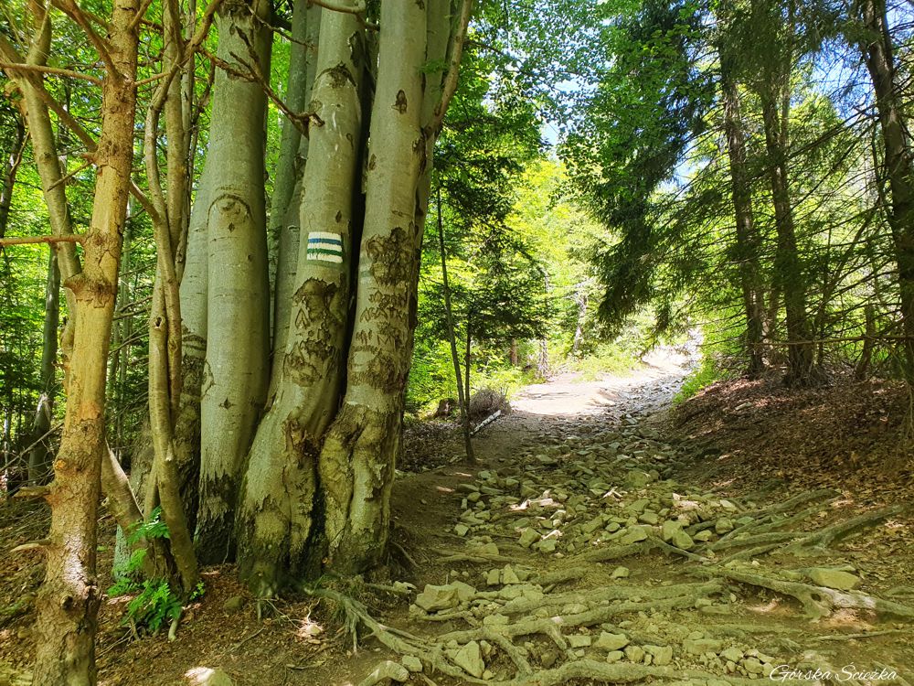Lubań szczyt: Najbardziej stromy odcinek trasy