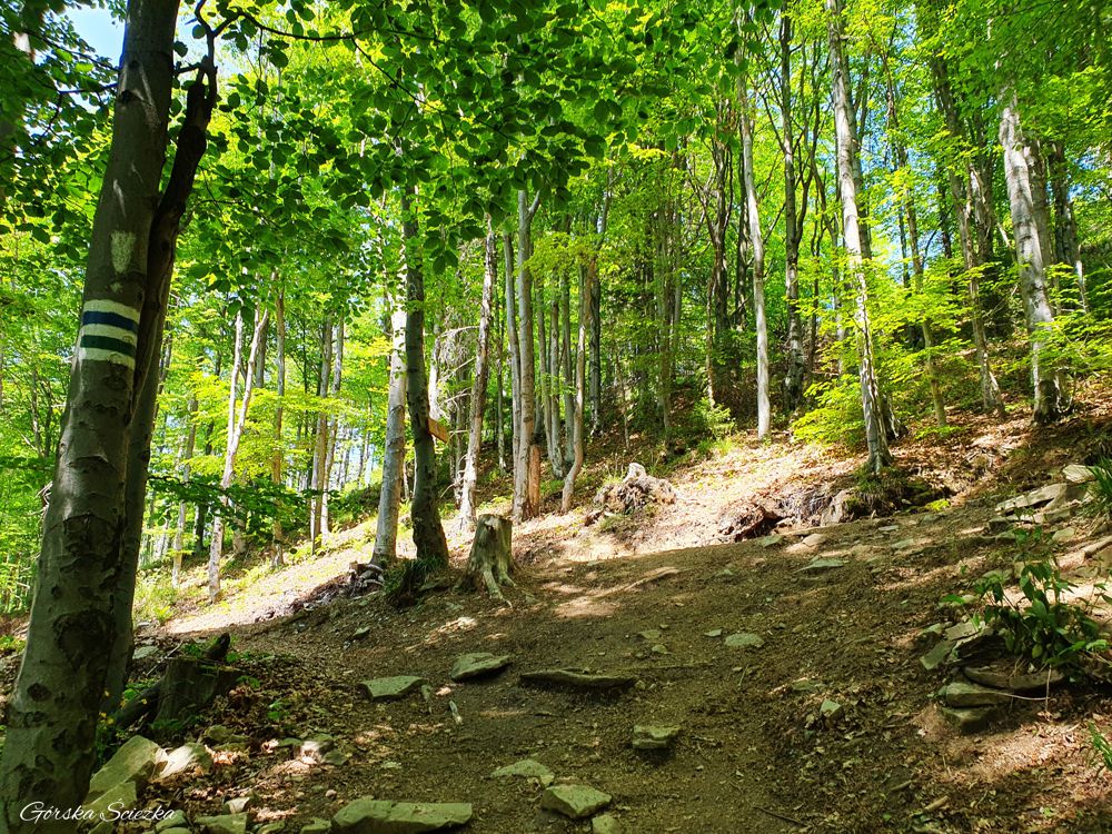 Lubań szczyt: Końcowe podejście na Lubań