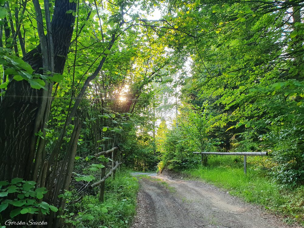 Przehyba: Szlak zielony pod zboczem Gabanki