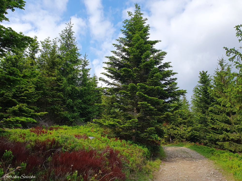 Przehyba: Trasa dwukolorowym szlakiem na Przehybę