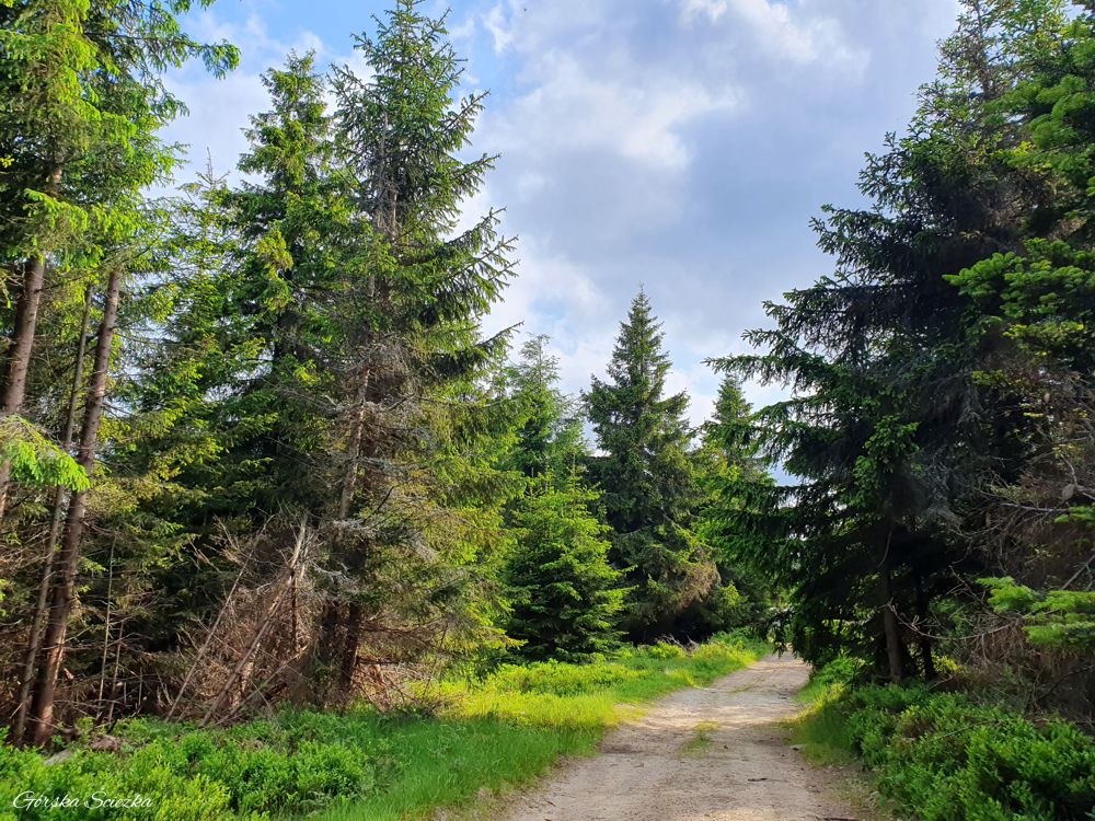 Przehyba: Trasa dwukolorowym szlakiem na Przehybę