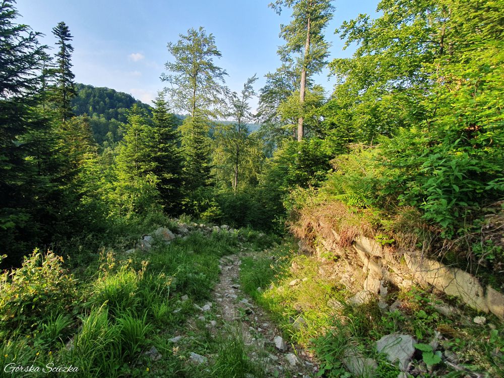 Przehyba: Przebieg szlaku zielonego