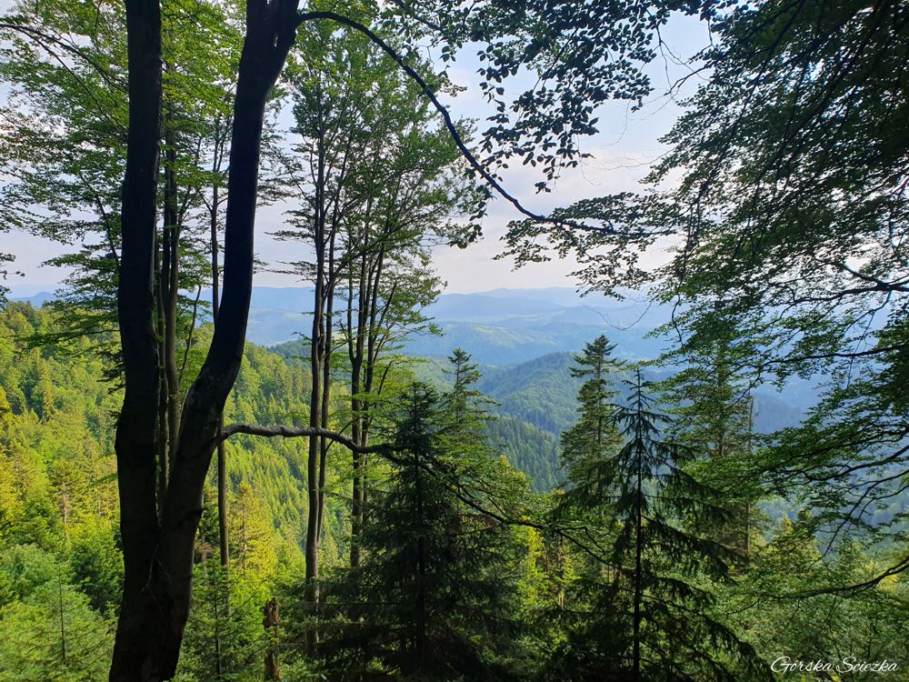 Przehyba: Panorama ze szlaku zielonego