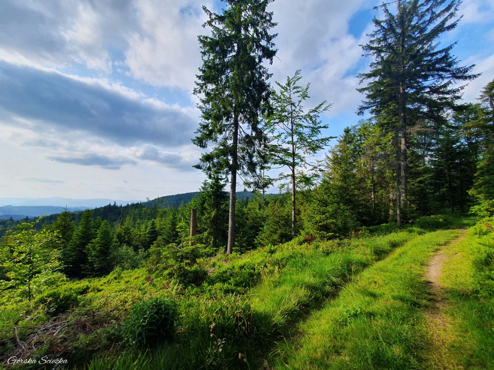 Przehyba: Panorama ze szlaku zielonego