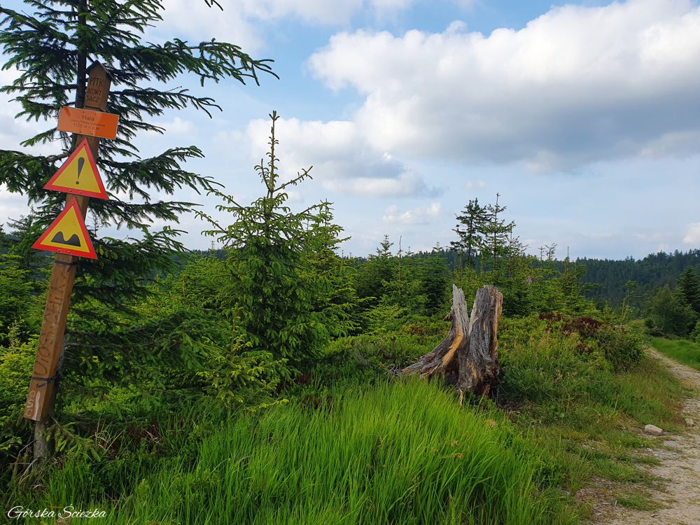 Przehyba: Przy dwukolorowym szlaku ze schroniska