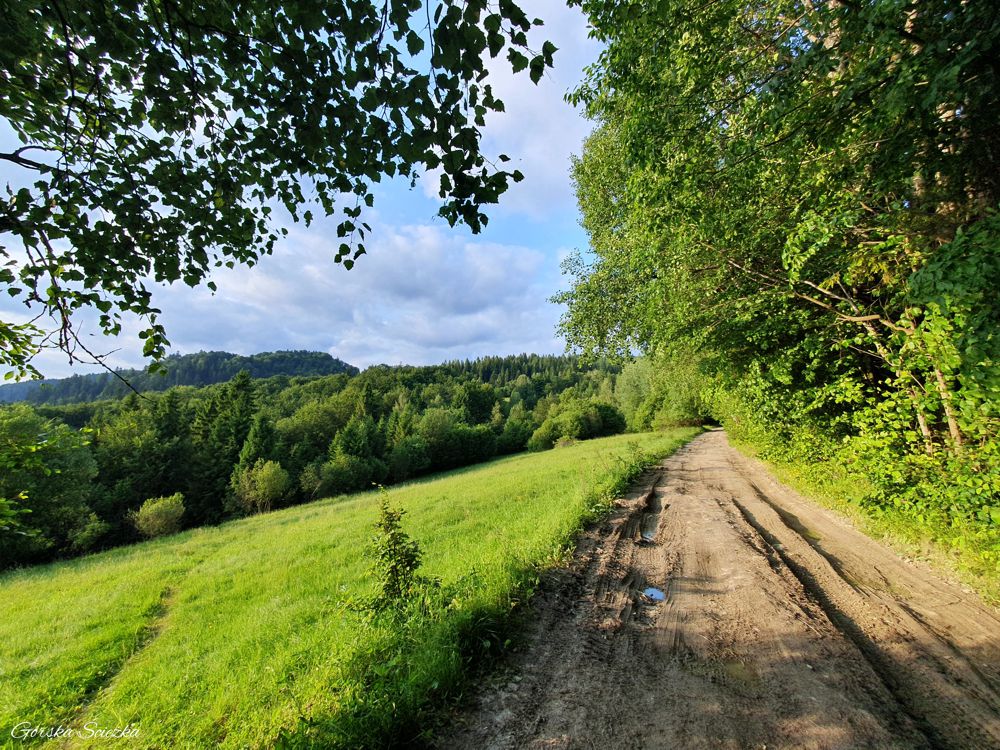 Przehyba: Polana w okolicy szczytu Gabanki