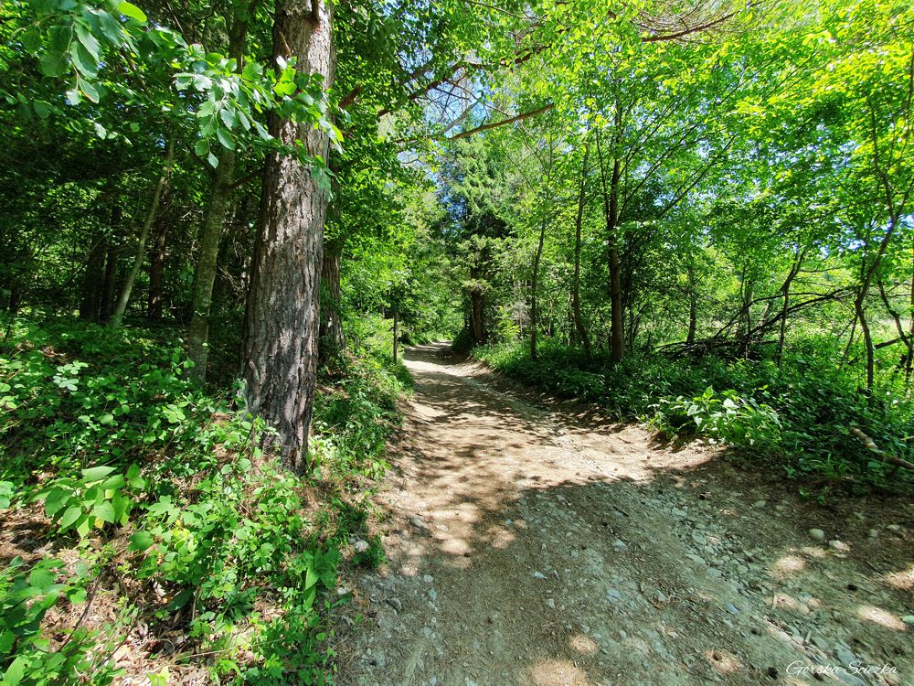 Przełęcz pod Klasztorną Górą: Pierwszy fragment w lesie