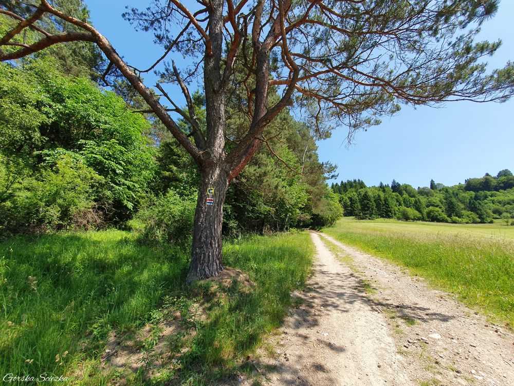 Przełęcz pod Klasztorną Górą: Szlak wytyczony polną drogą