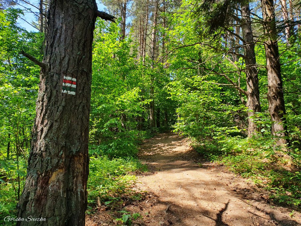 Przełęcz pod Klasztorną Górą: Szlak czerwony nad Przełęcz pod Tokarnią