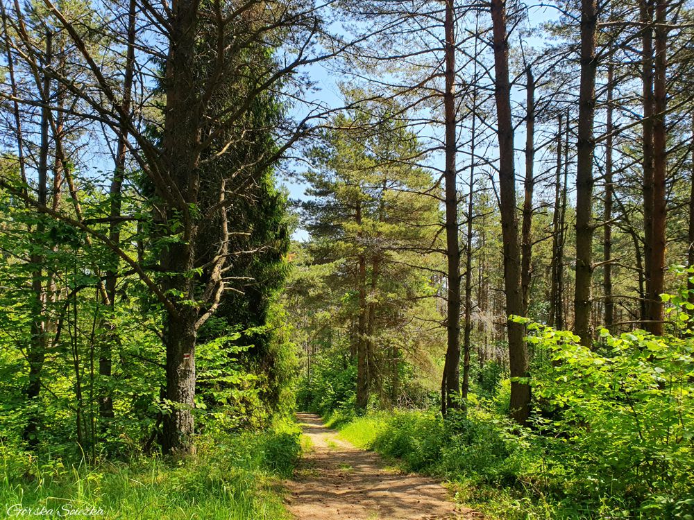 Przełęcz pod Klasztorną Górą: Szlak czerwony nad Przełęcz pod Tokarnią