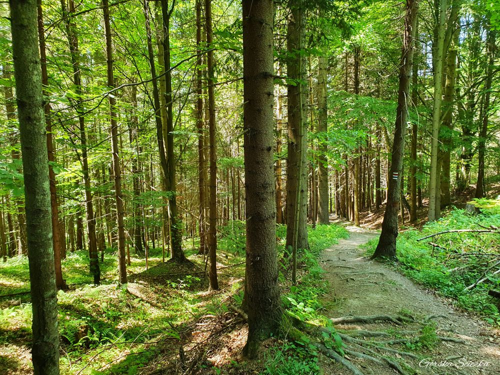 Przełęcz pod Klasztorną Górą: Przebieg czerwono-niebieskiego szlaku