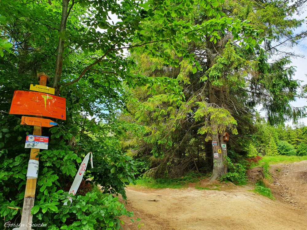 Radziejowa z Jaworek: Odejście szlaku niebieskiego