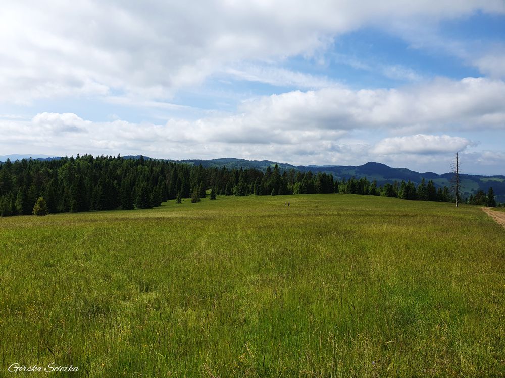 Radziejowa z Jaworek: Polana Pod Ruskim Wierchem