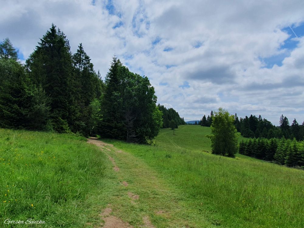 Radziejowa z Jaworek: Polana pod Litawcową