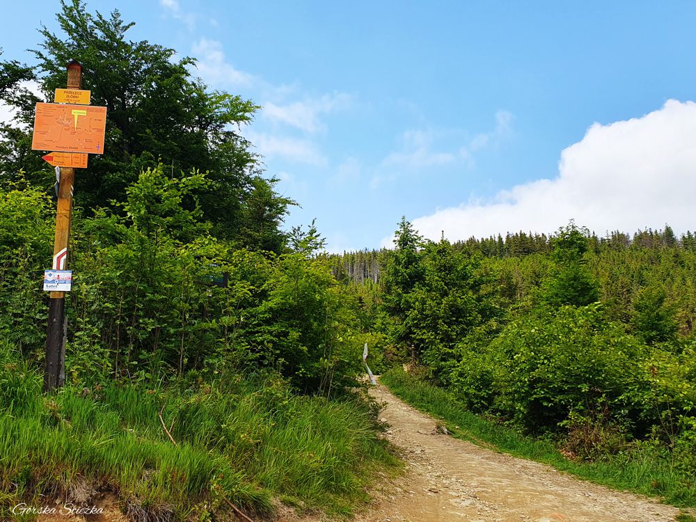 Radziejowa: Przełęcz Żłobki przed Radziejową