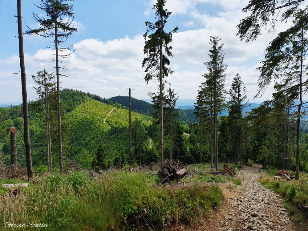 Radziejowa z Jaworek: Widok na Radziejową ze szlaku czerwonego