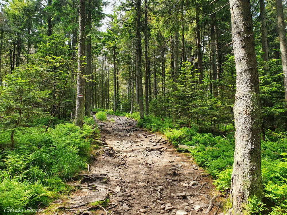 Radziejowa z Jaworek: Końcowy płaski odcinek na Radziejową